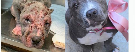 Nina - antes e depois